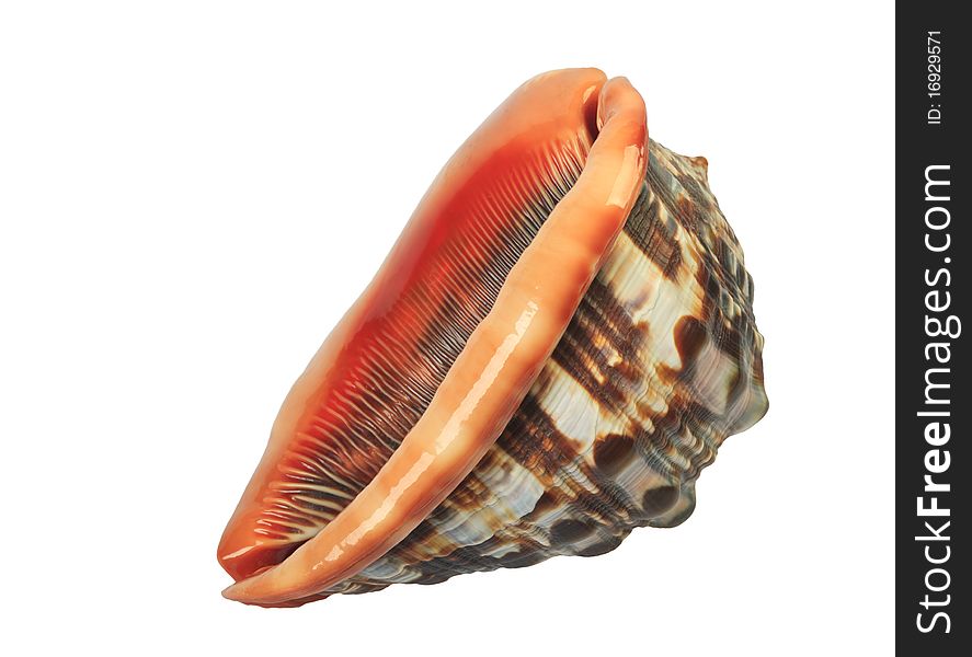 Closeup beautiful sea shell