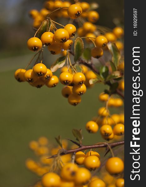 Autumn yellow berries in front of green grass