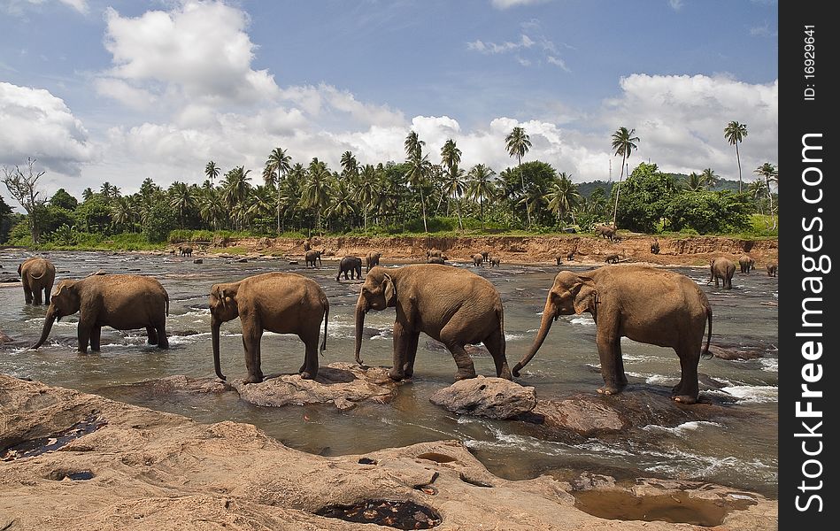 Walk of elephants in the river. Walk of elephants in the river