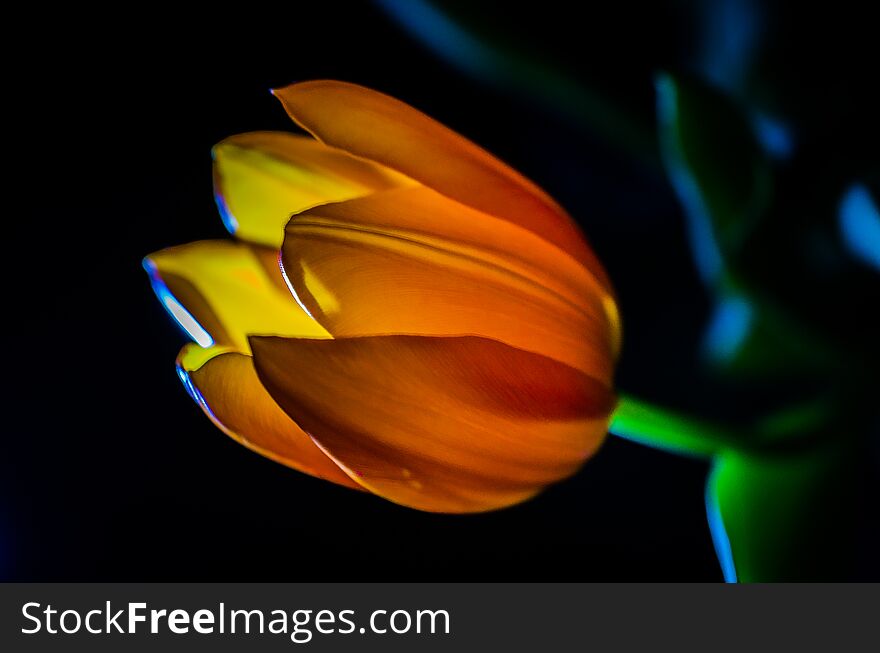 One Orange Tulip With Black Background And Dark Green Leafs, Sidelight
