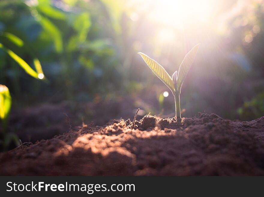 Growing plant,Young plant in the morning light on ground background, New life concept.Small plants on the ground in spring.fresh,seed,Photo fresh and Agriculture concept idea