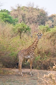 Beautiful African Giraffe Royalty Free Stock Images