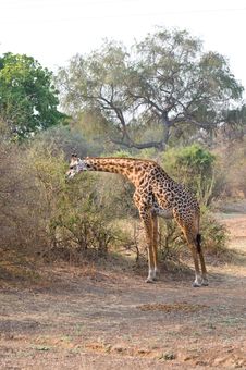 Beautiful African Giraffe Royalty Free Stock Photography