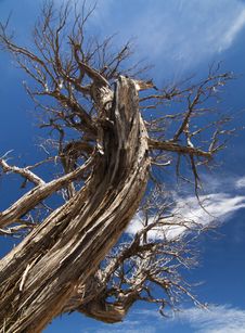 Dead Tree Royalty Free Stock Images Dead Tree Royalty Free Stock Images