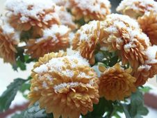 Snow On Chrysanthemum Stock Image