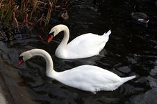 Swans Royalty Free Stock Photography