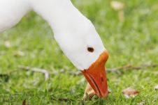 Snow Goose Closeup Royalty Free Stock Photo