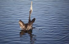 Brown Pelican, Rearview Stock Photo Brown Pelican, Rearview Stock Photo