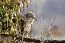 Black-Crowned Night Heron Royalty Free Stock Image