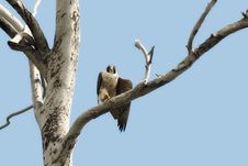 Peregrine Falcon In Tree Royalty Free Stock Image Peregrine Falcon In Tree Royalty Free Stock Image