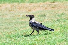 Crow Royalty Free Stock Images Crow Royalty Free Stock Images