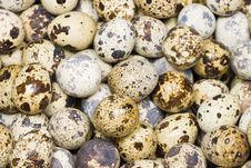 Quail Egg Royalty Free Stock Images