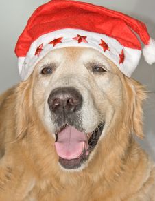 Dog With Santa S Hat. Stock Images Dog With Santa S Hat. Stock Images