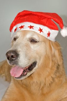 Dog With Santa S Hat Royalty Free Stock Image Dog With Santa S Hat Royalty Free Stock Image