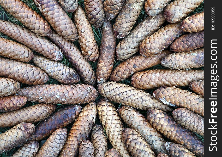 Cones of the spruce (Picea abies). Cones of the spruce (Picea abies)
