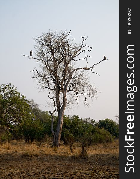 Stork and vulture in tree