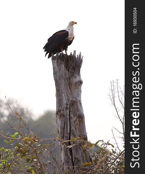 Eagle Perched On Tree