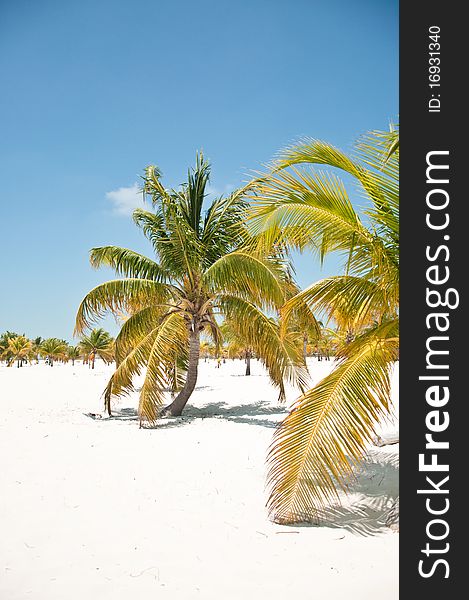 Palm trees on the beach