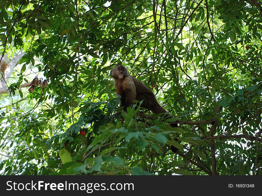 Monkey stares out from a tree. Monkey stares out from a tree