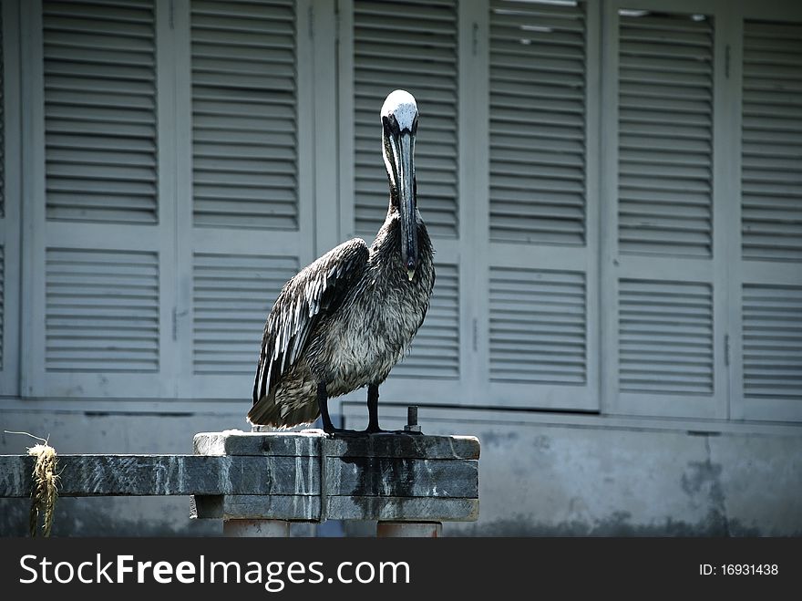 A pelican on the Docks
