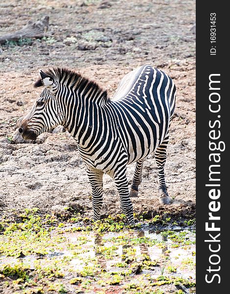 Beautiful African zebra drinking water. Beautiful African zebra drinking water