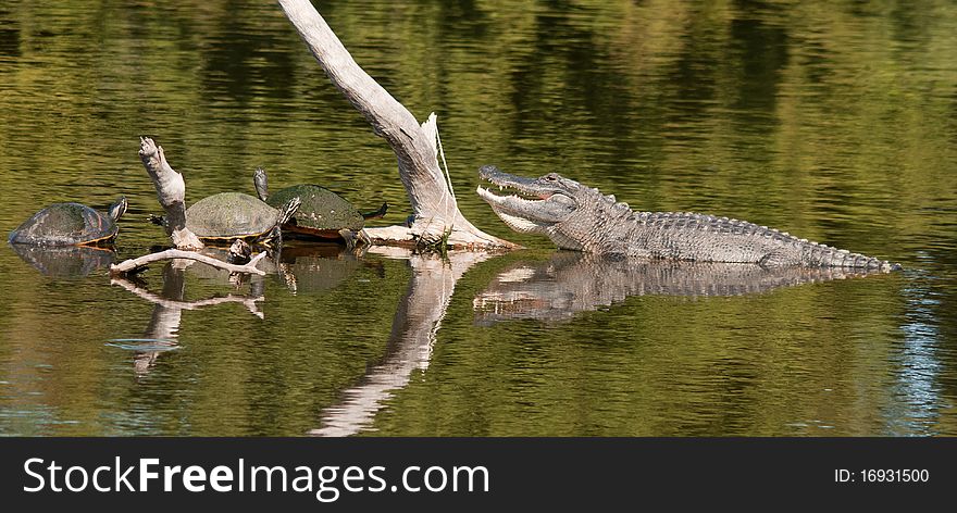 In the Florida Everglades these turtles and young alligator share a small tree downed in the water. In the Florida Everglades these turtles and young alligator share a small tree downed in the water