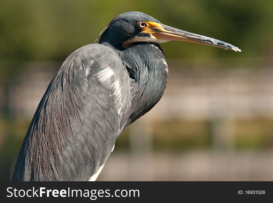 In the Florida Everglades this small blue heron resting on a tree branch. In the Florida Everglades this small blue heron resting on a tree branch