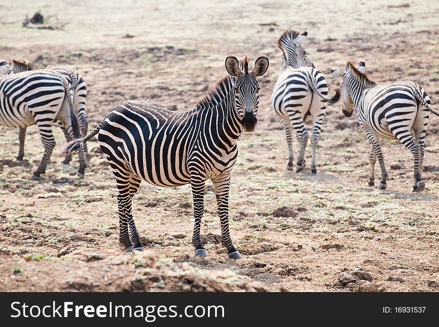 Beautiful African zebra standing in dirt. Beautiful African zebra standing in dirt