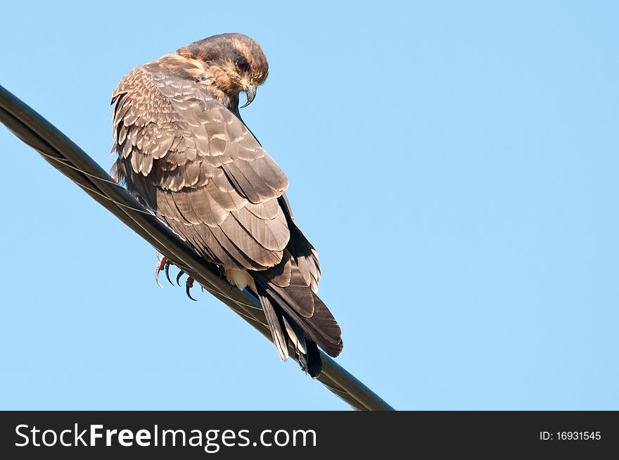 In the Florida Everglades this snail kite resting on a telephone cable. In the Florida Everglades this snail kite resting on a telephone cable