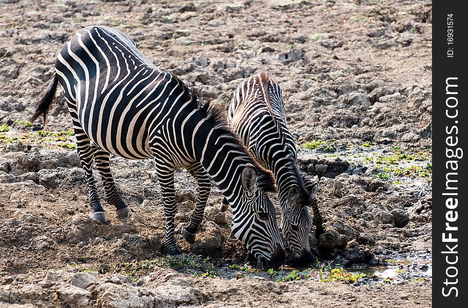 Two beautiful wild zebras at watering hole. Two beautiful wild zebras at watering hole