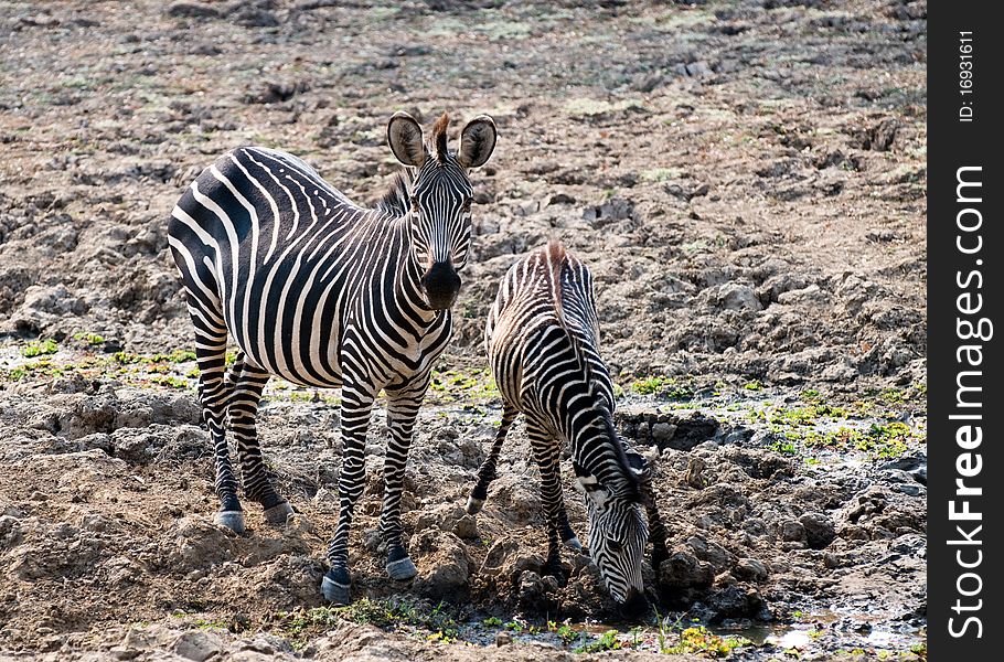 Two beautiful wild zebras at watering hole. Two beautiful wild zebras at watering hole