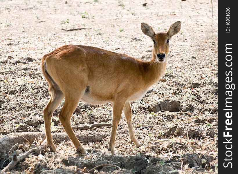 Beautiful African pucu watching on guard