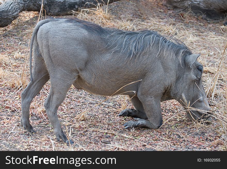 Wild warthog kneeling with face on ground