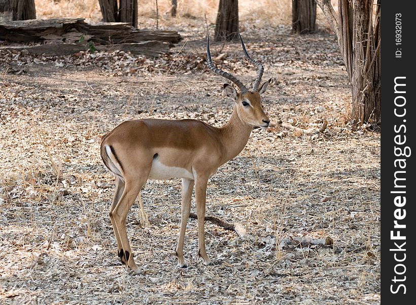 Beautiful Impala standing in wooded area. Beautiful Impala standing in wooded area