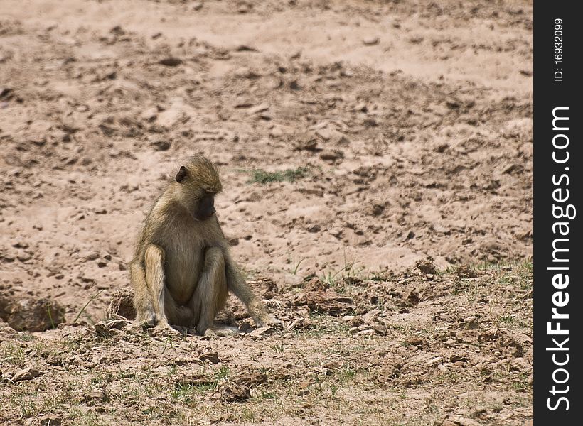 Cute baby baboon digging in the dirt. Cute baby baboon digging in the dirt