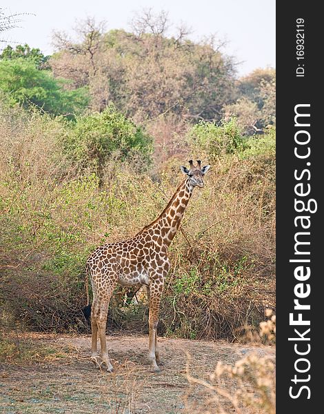 Beautiful spotted giraffe in the African bush. Beautiful spotted giraffe in the African bush