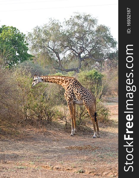 Beautiful spotted giraffe in the African bush. Beautiful spotted giraffe in the African bush