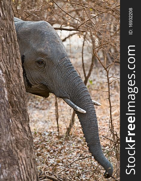 Adult African elephant hiding behind a tree. Adult African elephant hiding behind a tree