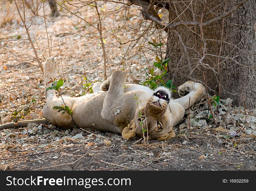 Female lion lying on the ground. Female lion lying on the ground