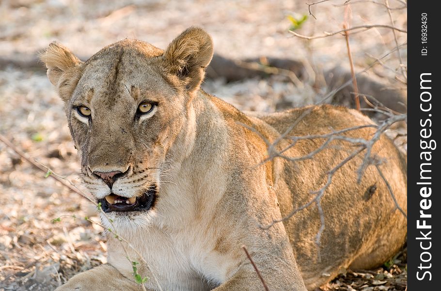 Female lion lying on the ground. Female lion lying on the ground