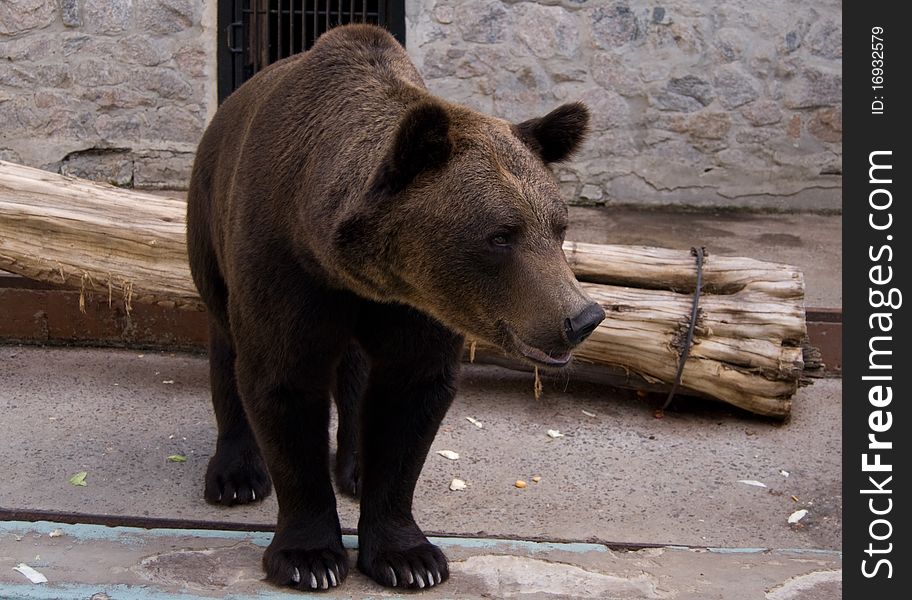 Brown bear in the zoo