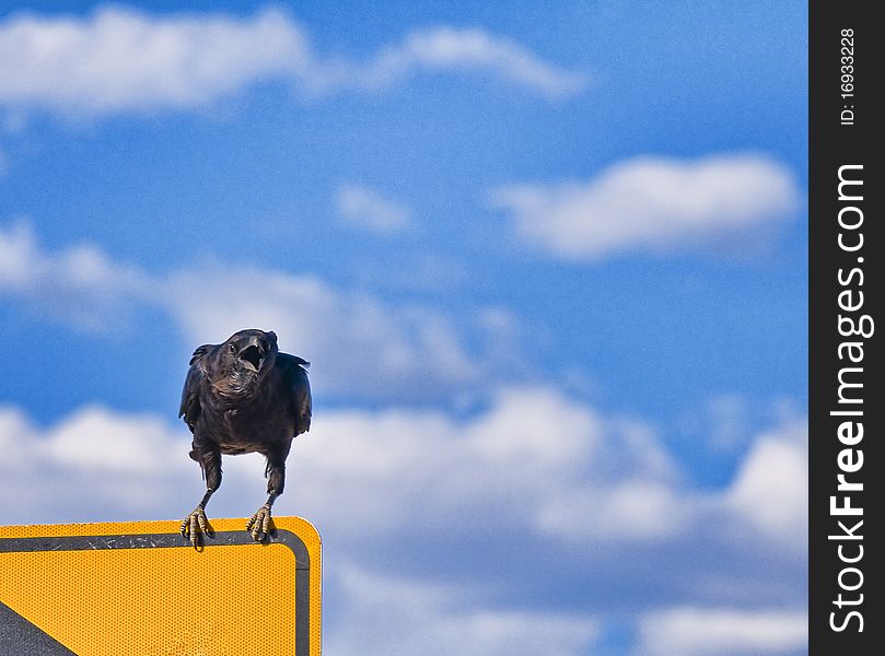 Crow calling from top of sign. Crow calling from top of sign