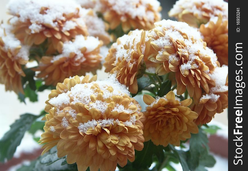 Yellow gold chrysanthemum with a dusting of snow from first frost in the fall/winter. Yellow gold chrysanthemum with a dusting of snow from first frost in the fall/winter