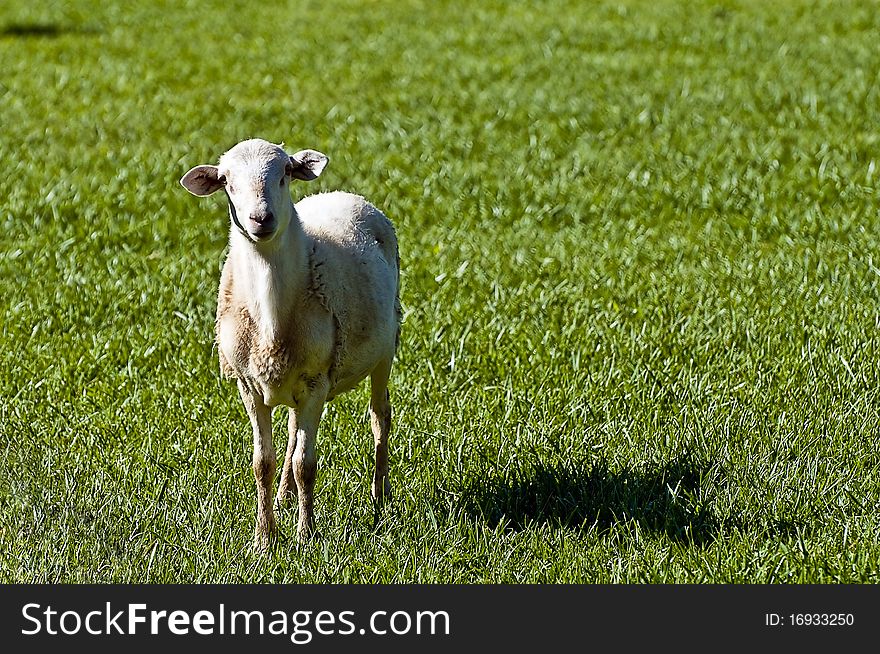 Lamb standing out in middle of green pasture. Lamb standing out in middle of green pasture