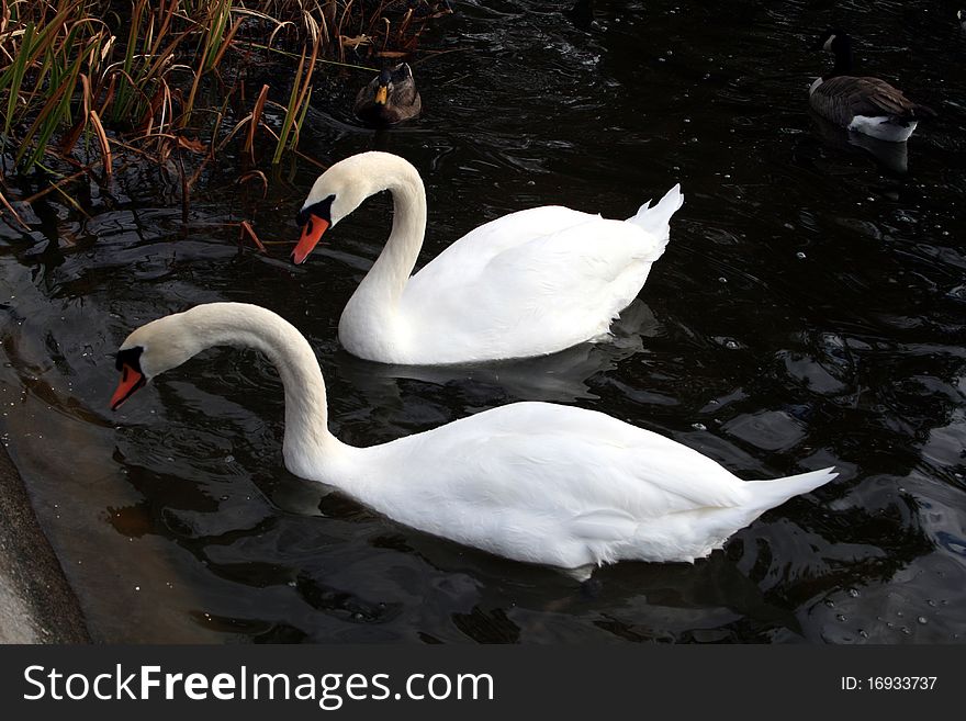 The couple of white swans on the black water