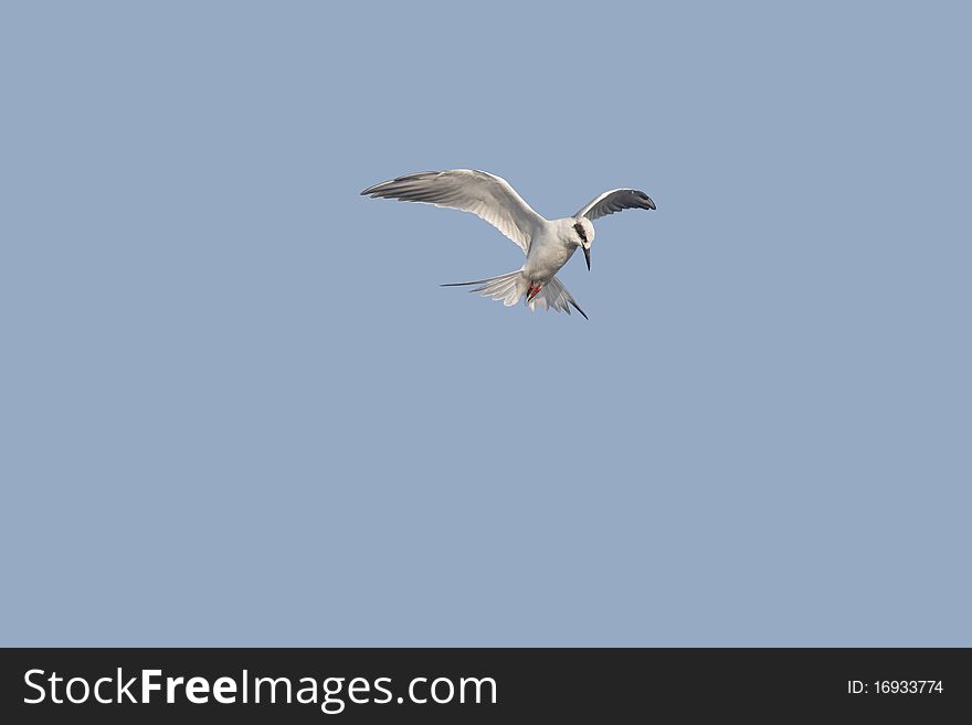 A Forster's Tern (Sterna forsteri) hovering with wings and tail feathers spread open upon the blue sky searching for his next meal. A Forster's Tern (Sterna forsteri) hovering with wings and tail feathers spread open upon the blue sky searching for his next meal