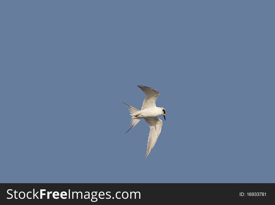 A Forster's Tern (Sterna forsteri) flying upon the blue sky with spread wings and tail feathers displayed. He is looking down hunting for his next meal. A Forster's Tern (Sterna forsteri) flying upon the blue sky with spread wings and tail feathers displayed. He is looking down hunting for his next meal.