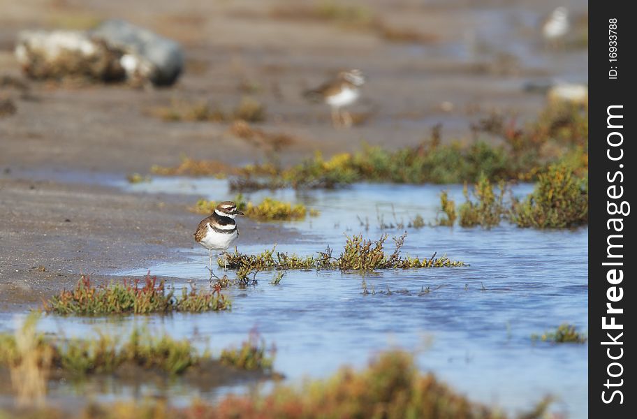A Killdeer (Charadrius vociferus) gazes intently into the blue waters at the wetlands. A Killdeer (Charadrius vociferus) gazes intently into the blue waters at the wetlands
