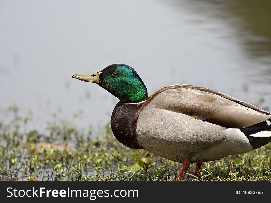 A selectively focused closeup of a handsome male Mallard with fine colors and details. A selectively focused closeup of a handsome male Mallard with fine colors and details