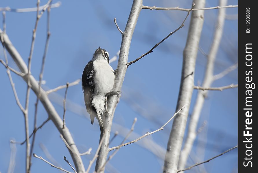 A Downy Woodpecker (Picoides pubescens) perched in a bare branch of a tree with a very blue sky background